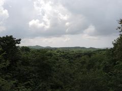 Wimmeria microphylla