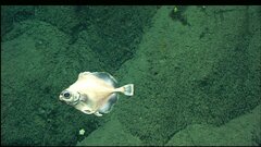 False Boarfish photo 2