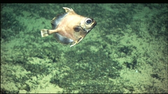 False Boarfish photo 3