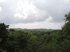 Wimmeria microphylla