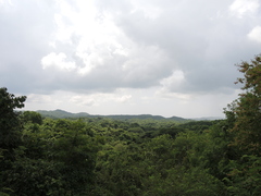 Wimmeria microphylla