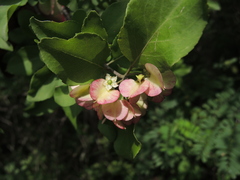 Wimmeria microphylla