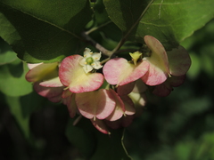 Wimmeria microphylla