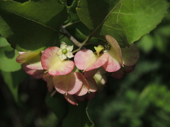 Wimmeria microphylla