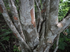 Wimmeria microphylla