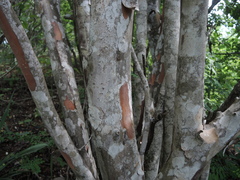 Wimmeria microphylla