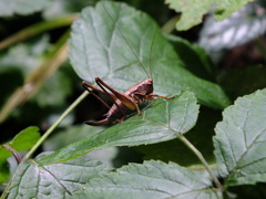 Pholidoptera griseoaptera