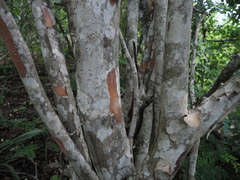 Wimmeria microphylla