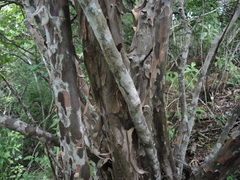 Wimmeria microphylla