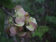 Wimmeria microphylla