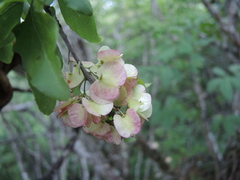 Wimmeria microphylla