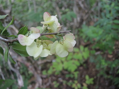 Wimmeria microphylla