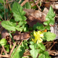 Youngia japonica image