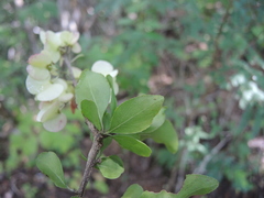Wimmeria microphylla