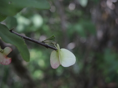 Wimmeria microphylla