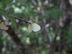 Wimmeria microphylla