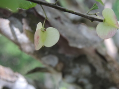 Wimmeria microphylla