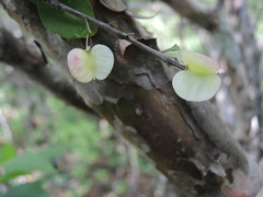 Wimmeria microphylla