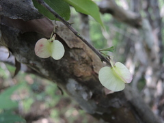 Wimmeria microphylla