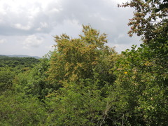 Wimmeria microphylla