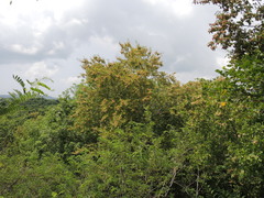 Wimmeria microphylla