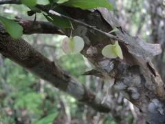 Wimmeria microphylla