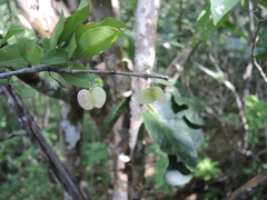 Wimmeria microphylla