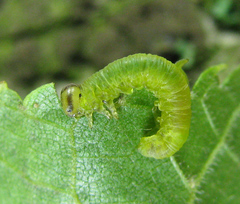 Pristiphora leucopus