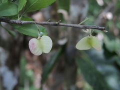 Wimmeria microphylla