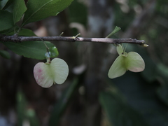 Wimmeria microphylla