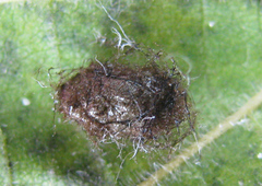 Pristiphora leucopus