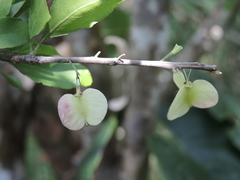 Wimmeria microphylla