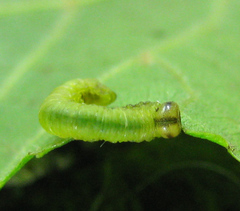 Pristiphora leucopus