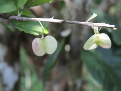 Wimmeria microphylla