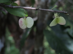Wimmeria microphylla