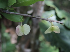 Wimmeria microphylla