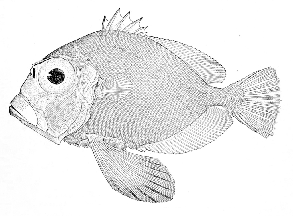 Bigfin Dory