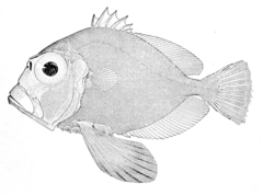 Bigfin Dory photo 1