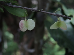 Wimmeria microphylla