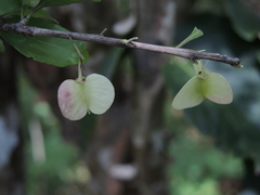 Wimmeria microphylla