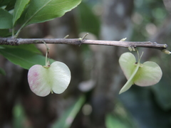 Wimmeria microphylla