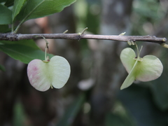Wimmeria microphylla