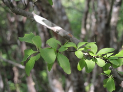 Wimmeria microphylla