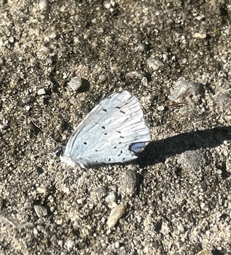Celastrina argiolus