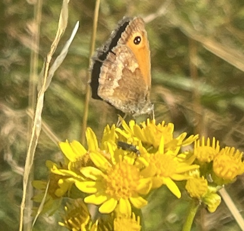 Pyronia tithonus