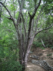 Ceiba aesculifolia