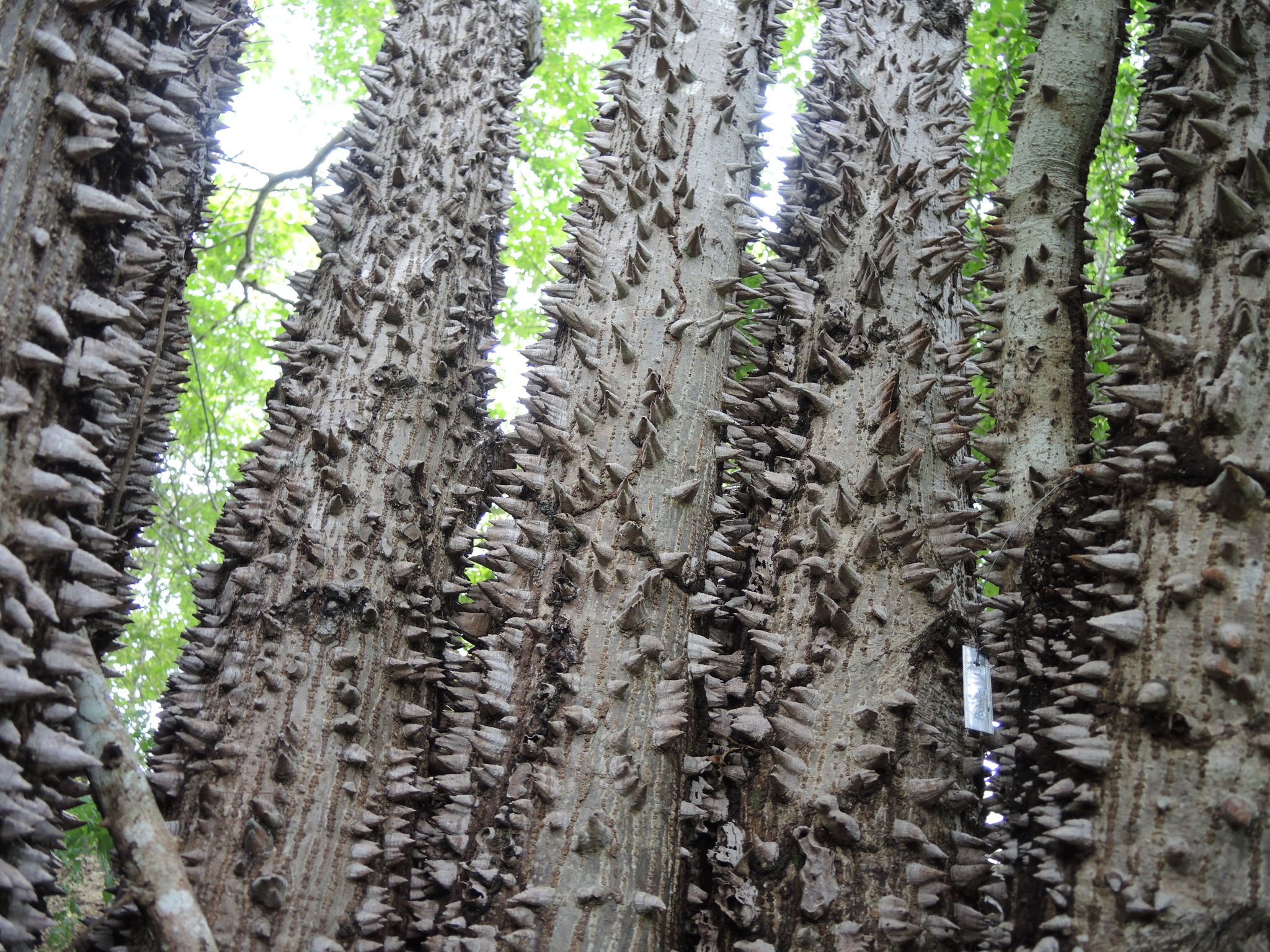 Ceiba aesculifolia セイバ エスキリフォリア Ceiba aesculifolia