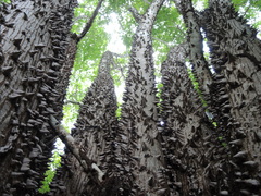 Ceiba aesculifolia