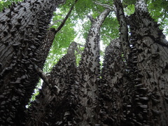 Ceiba aesculifolia