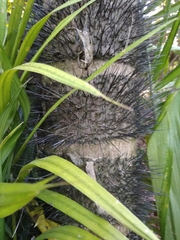 Bactris gasipaes chichagui